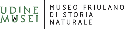Museo Friulano di Storia Naturale